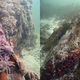 Underwater photograph showing initial outbreak at Sackinaw Rock, BC, Canada. The two photos were taken 20 days apart at the same location in October 2012.